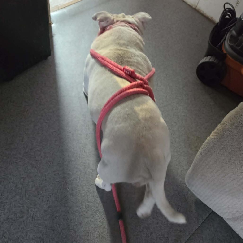 Enlarge Roko, a Adoptable English Bulldog in West Richland, WA image 4/4
