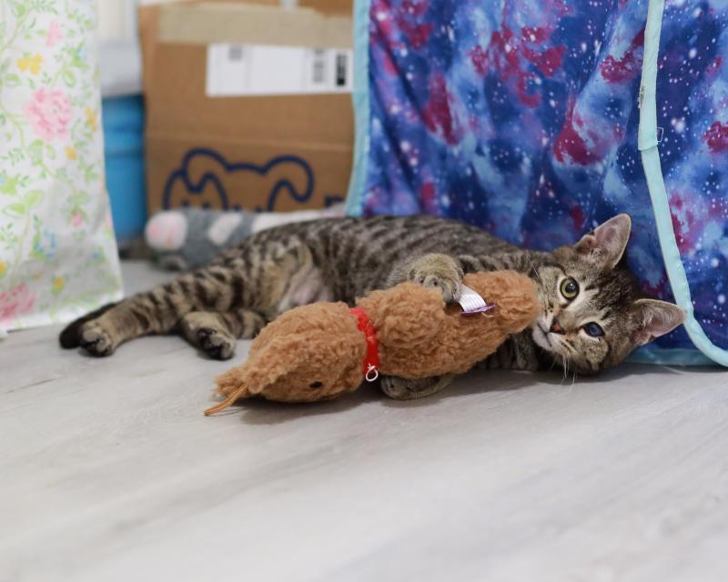 Bobo, Adoptable, Kitten Male Domestic Short Hair & Tabby.