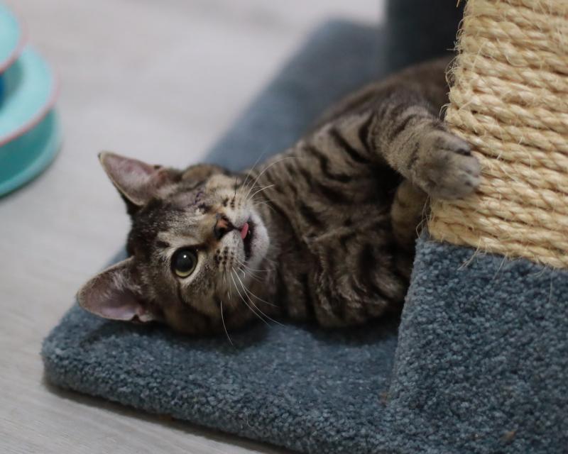 Enlarge Bobo, a Adoptable mixed breed in Sunnyvale, CA image 2/3