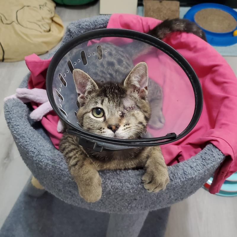 Enlarge Bobo, a Adoptable mixed breed in Sunnyvale, CA image 3/3