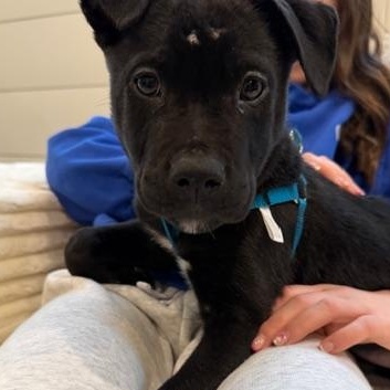 Salem Incredible - Local pup