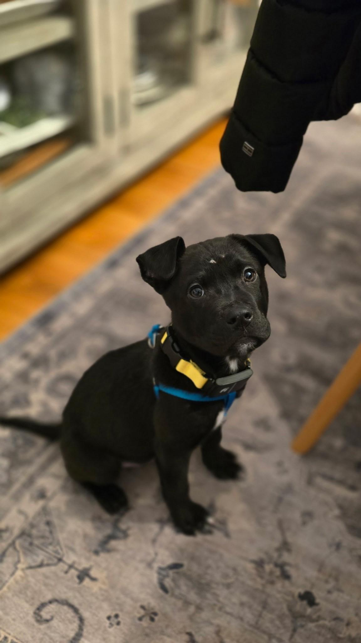 Salem Incredible - Local pup — thumbnail 2