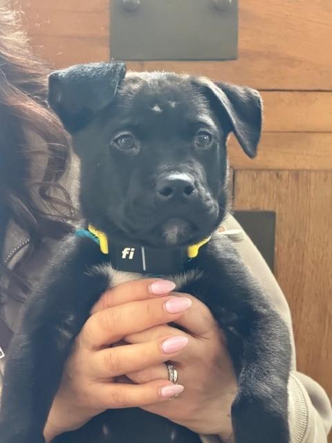 Salem Incredible - Local pup — thumbnail 5