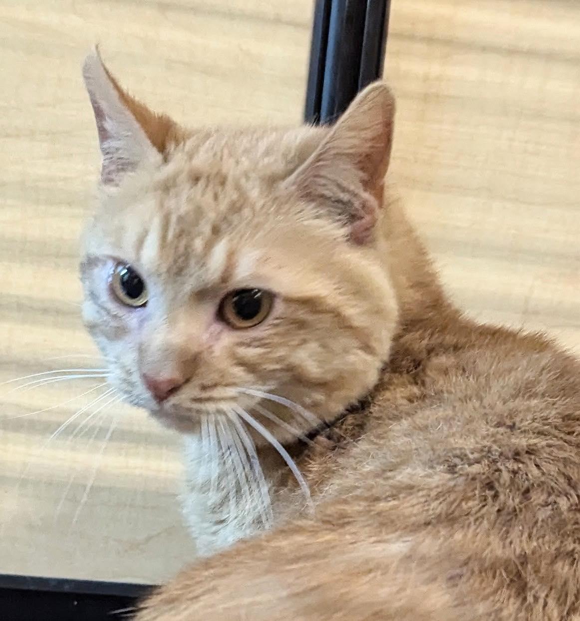 Dean, a Adoptable Tabby in Farmland, IN image 1/2