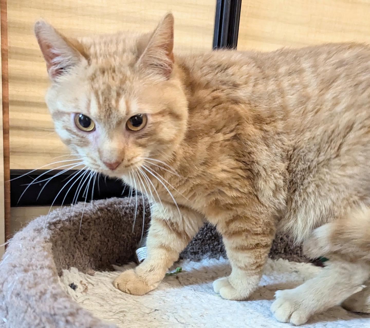 Dean, a Adoptable Tabby in Farmland, IN image 2/2