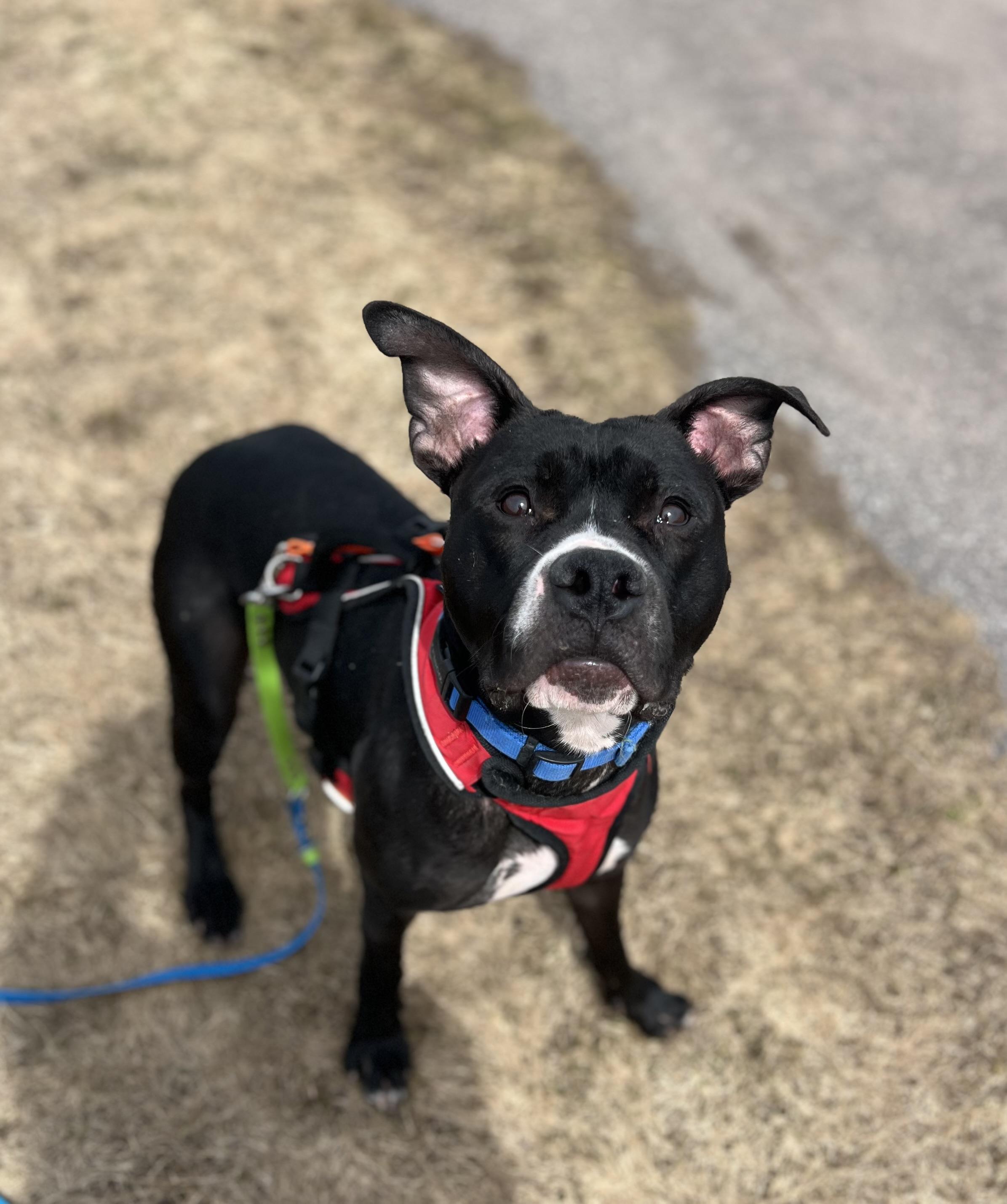 Enlarge Benny- Currently Enrolled in Prison Training Program, a Adoptable Pit Bull Terrier in Sault Sainte Marie, MI image 2/2