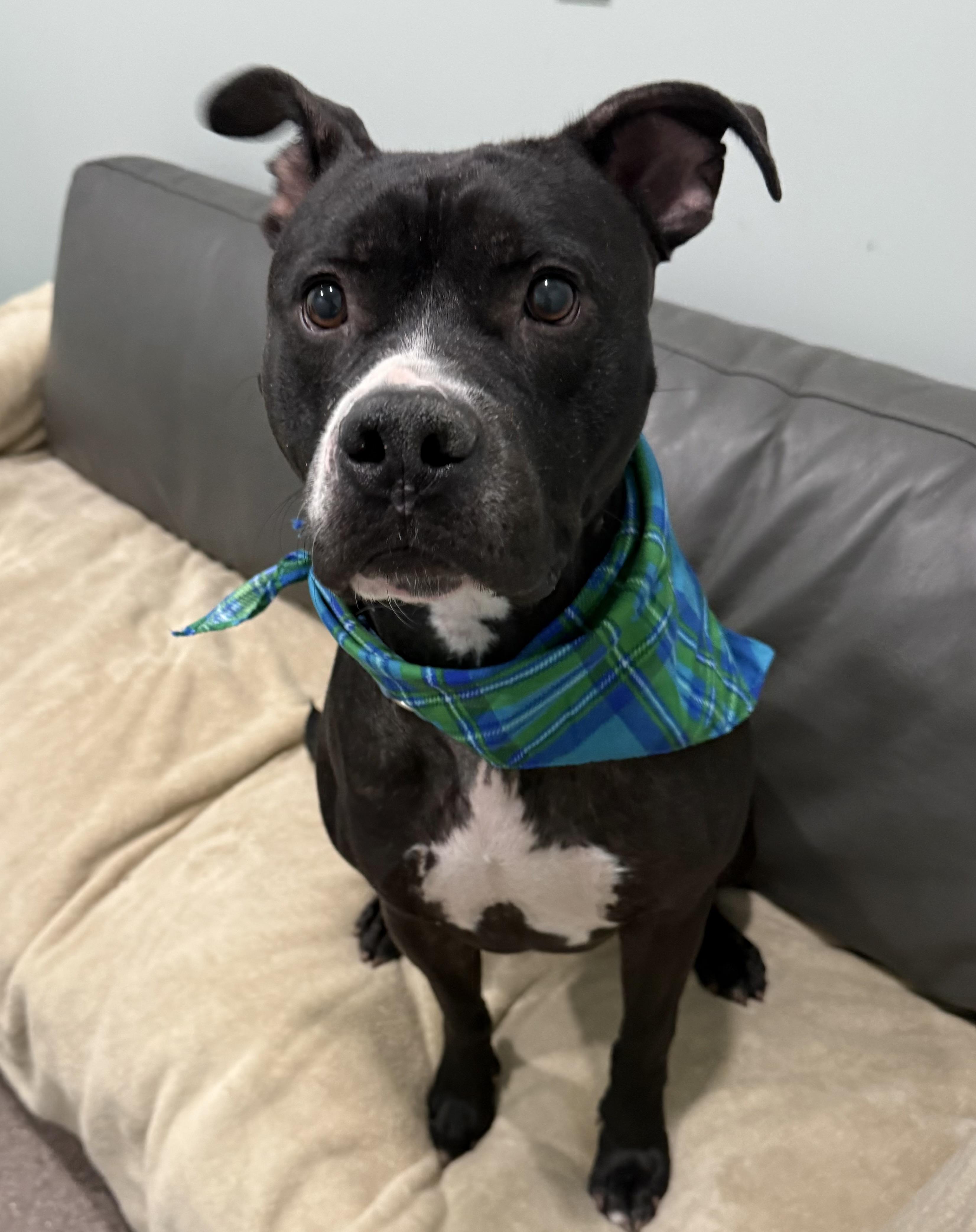 Enlarge Benny- Currently Enrolled in Prison Training Program, a Adoptable Pit Bull Terrier in Sault Sainte Marie, MI image 1/2