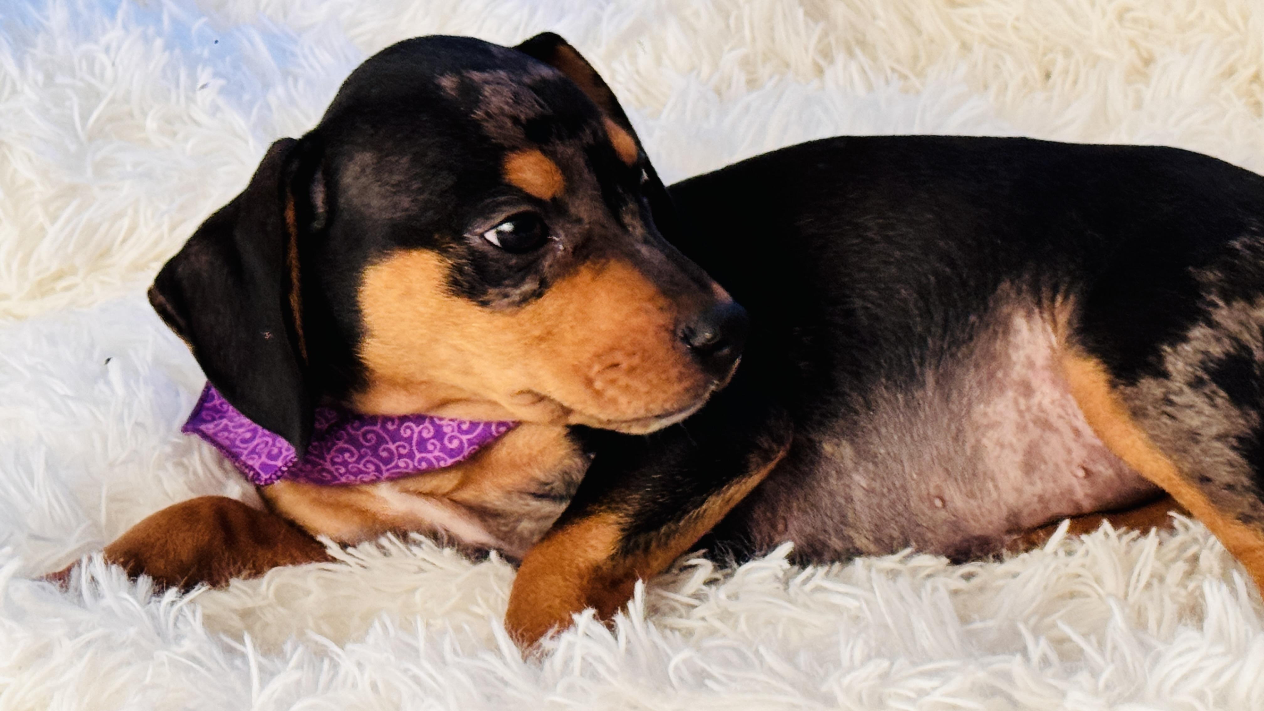 Oakley, an adopted mixed breed in Nahunta, GA image 4/5