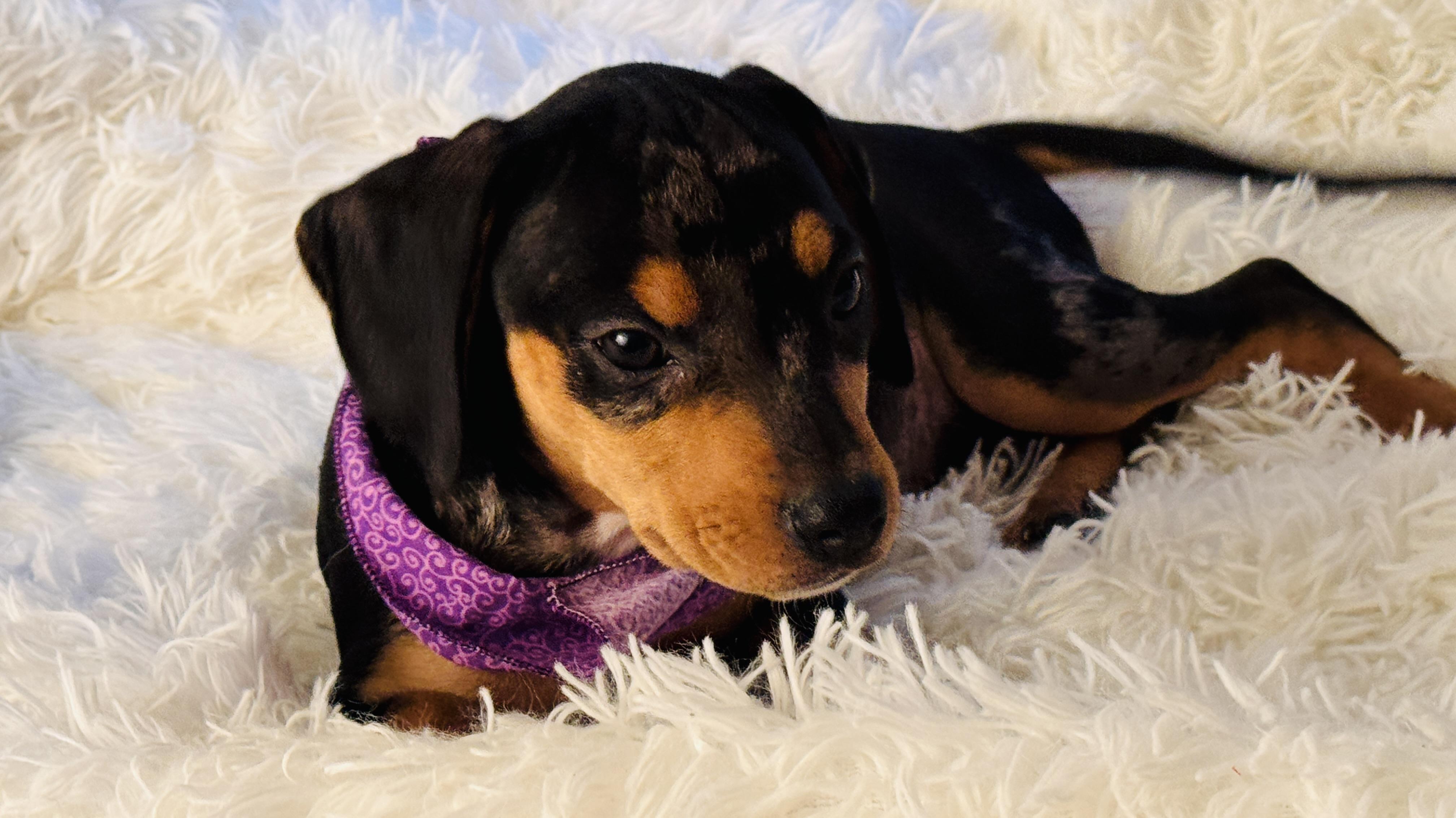Oakley, an adopted mixed breed in Nahunta, GA image 2/5