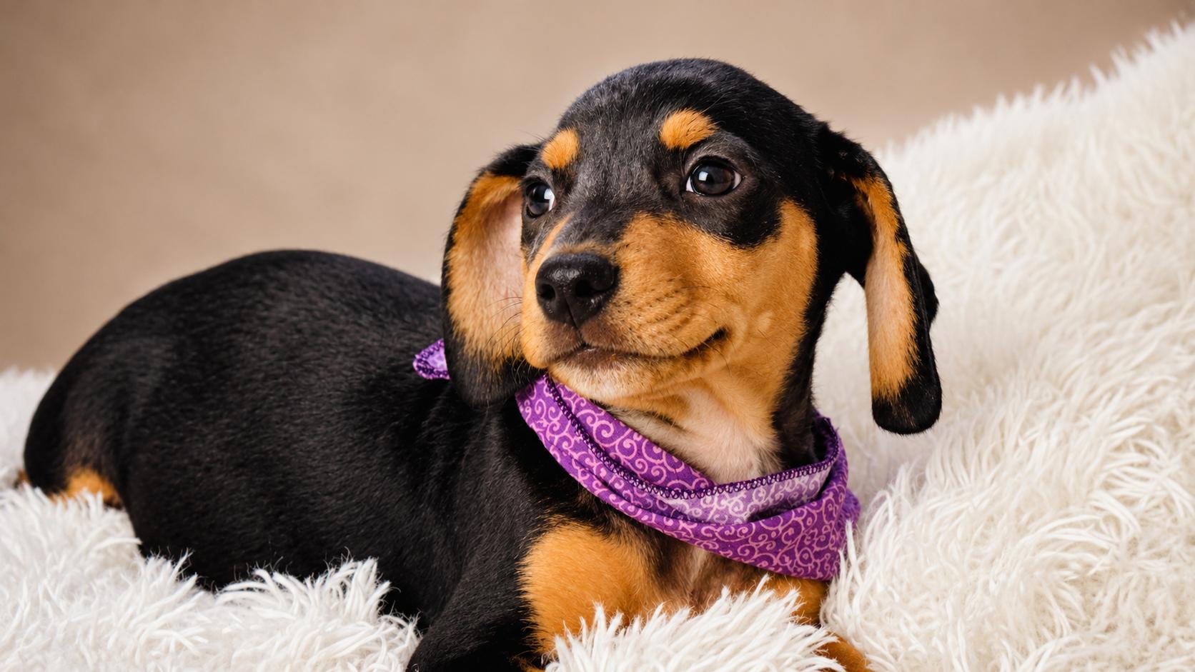 Oakley, adopted, Puppy Female Dachshund & Hound.
