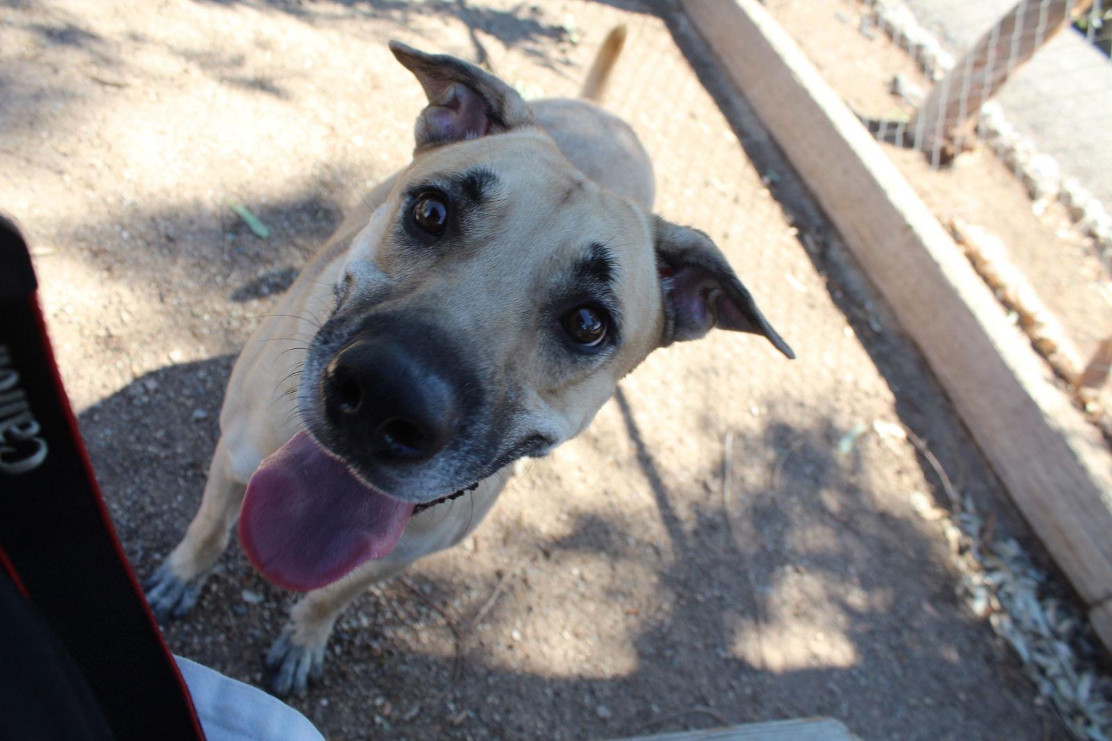 Enlarge Skip, a Adoptable Shepherd in El Centro, CA image 3/6