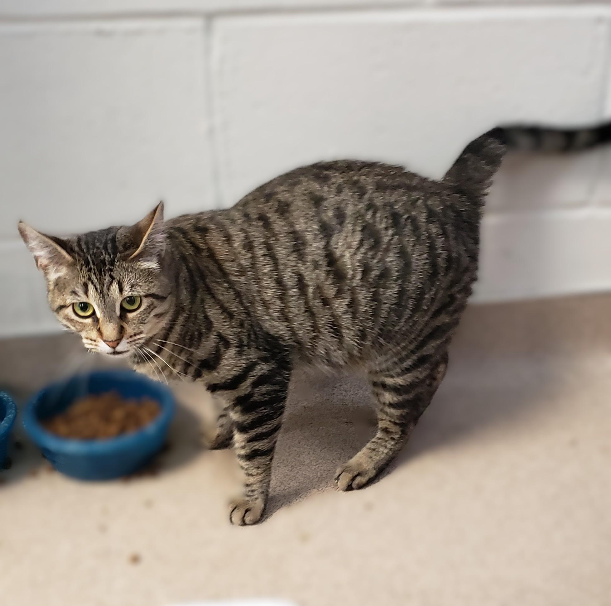 Enlarge Danza, a Adoptable mixed breed in Slidell, LA image 1/2