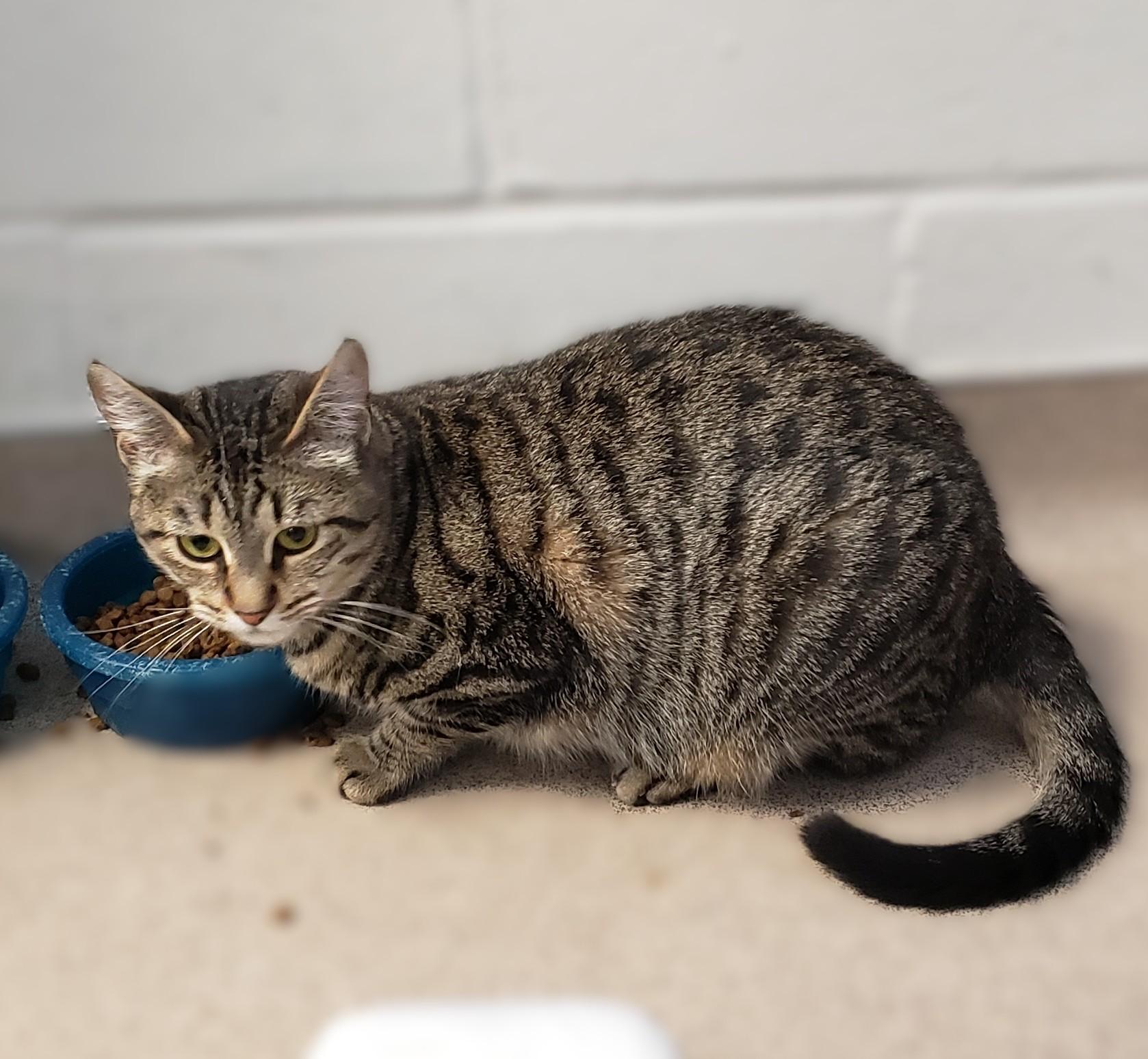 Enlarge Danza, a Adoptable mixed breed in Slidell, LA image 2/2