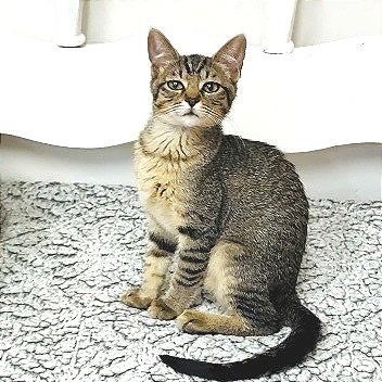 Enlarge Comet, a Adoptable Domestic Short Hair in Pleasant Hill, CA image 1/6