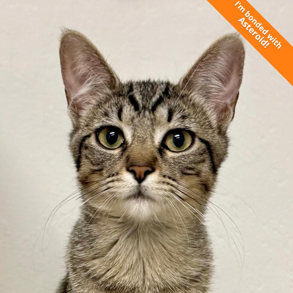 Enlarge Comet, a Adoptable Domestic Short Hair in Pleasant Hill, CA image 2/6