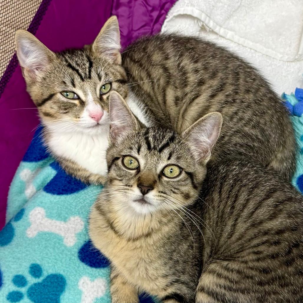 Enlarge Comet, a Adoptable Domestic Short Hair in Pleasant Hill, CA image 4/6