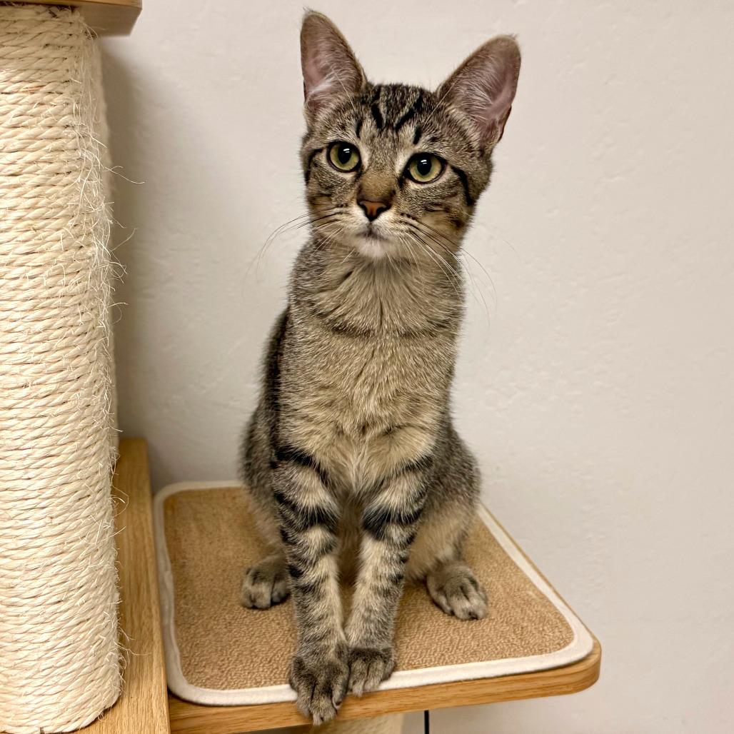 Enlarge Comet, a Adoptable Domestic Short Hair in Pleasant Hill, CA image 5/6