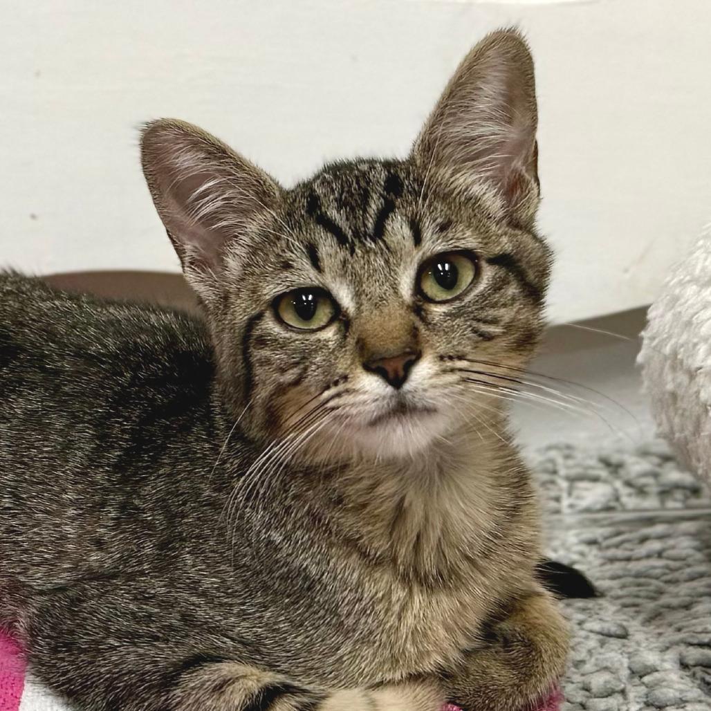 Enlarge Comet, a Adoptable Domestic Short Hair in Pleasant Hill, CA image 6/6