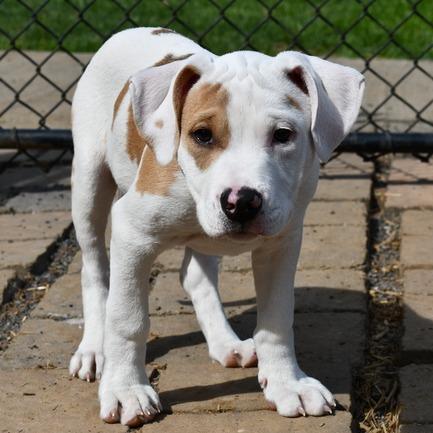 Kurtis, Adoptable, Puppy Male Terrier.