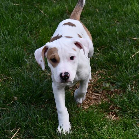 Enlarge Kurtis, a Adoptable Terrier in Johnson City, TN image 2/4