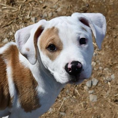 Enlarge Kurtis, a Adoptable Terrier in Johnson City, TN image 3/4