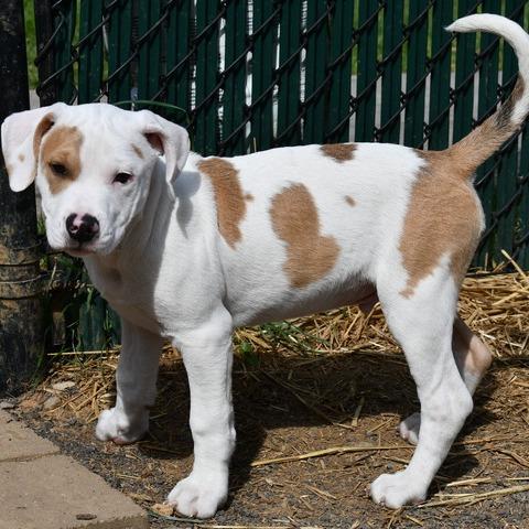 Enlarge Kurtis, a Adoptable Terrier in Johnson City, TN image 4/4