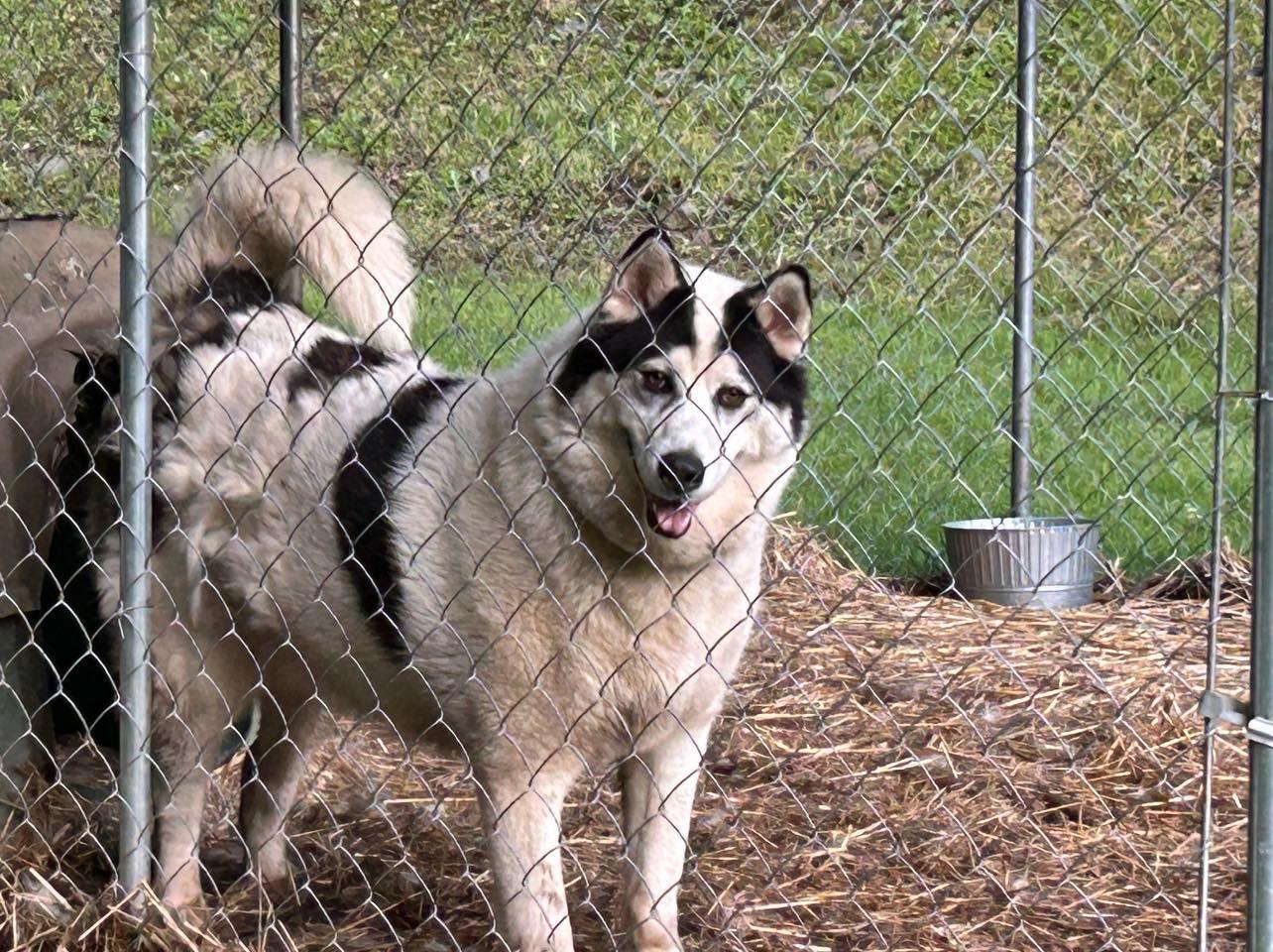 Parker, a Adoptable mixed breed in Inez, KY image 1/5