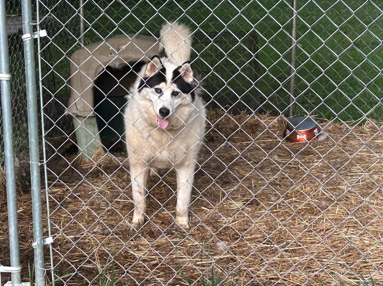 Parker, a Adoptable mixed breed in Inez, KY image 2/5