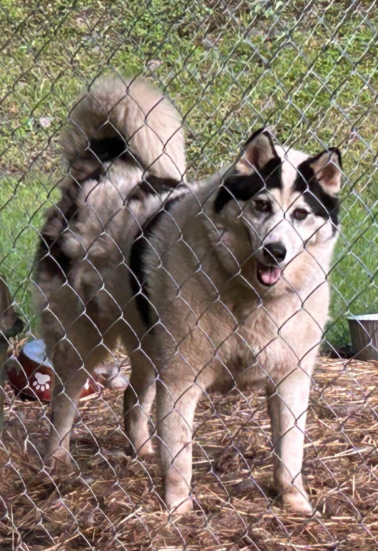 Parker, a Adoptable mixed breed in Inez, KY image 4/5