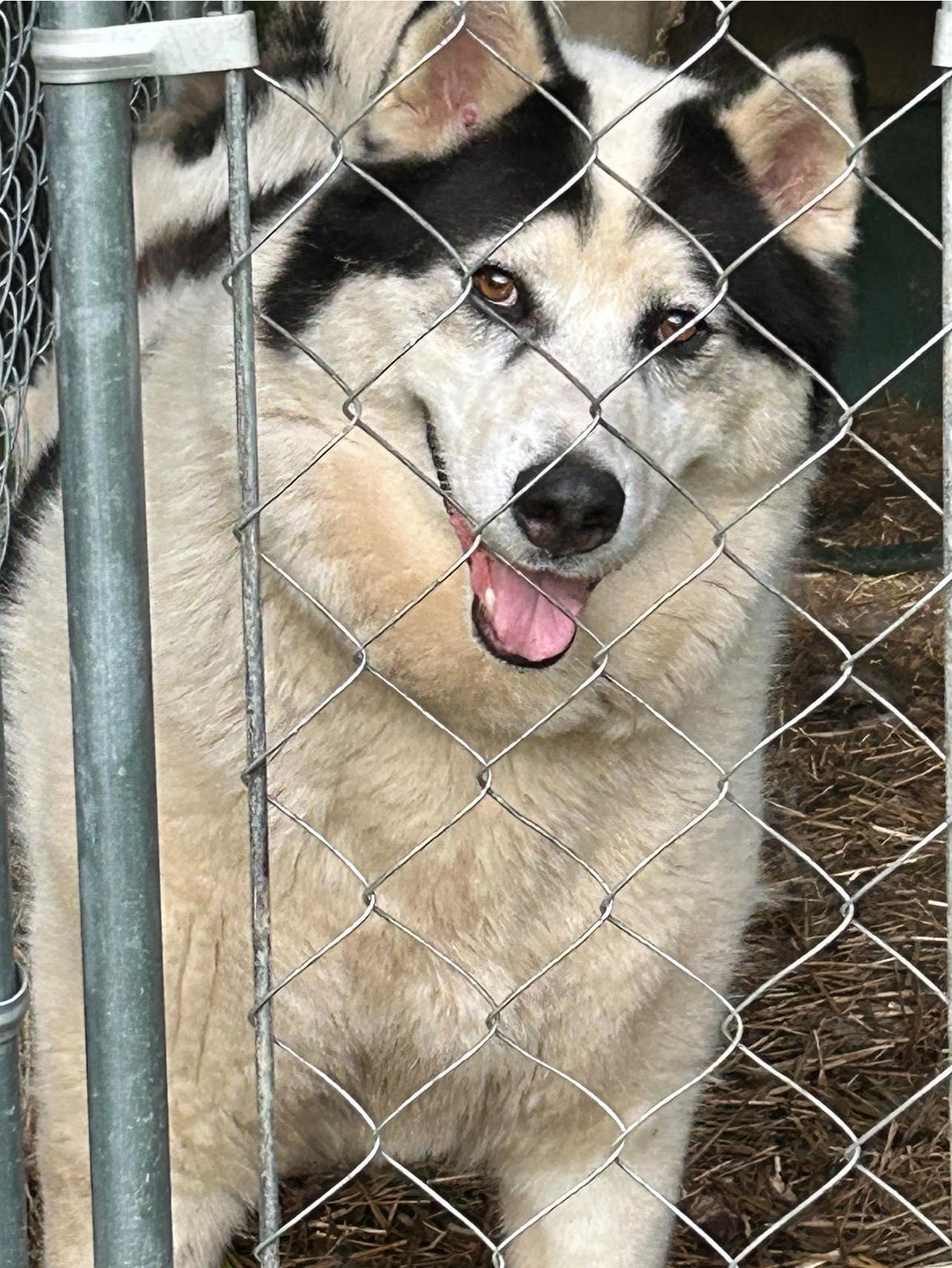 Parker, a Adoptable mixed breed in Inez, KY image 5/5