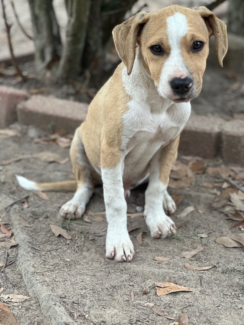 Enlarge Maynard, a Adoptable mixed breed in Walker, LA image 1/2