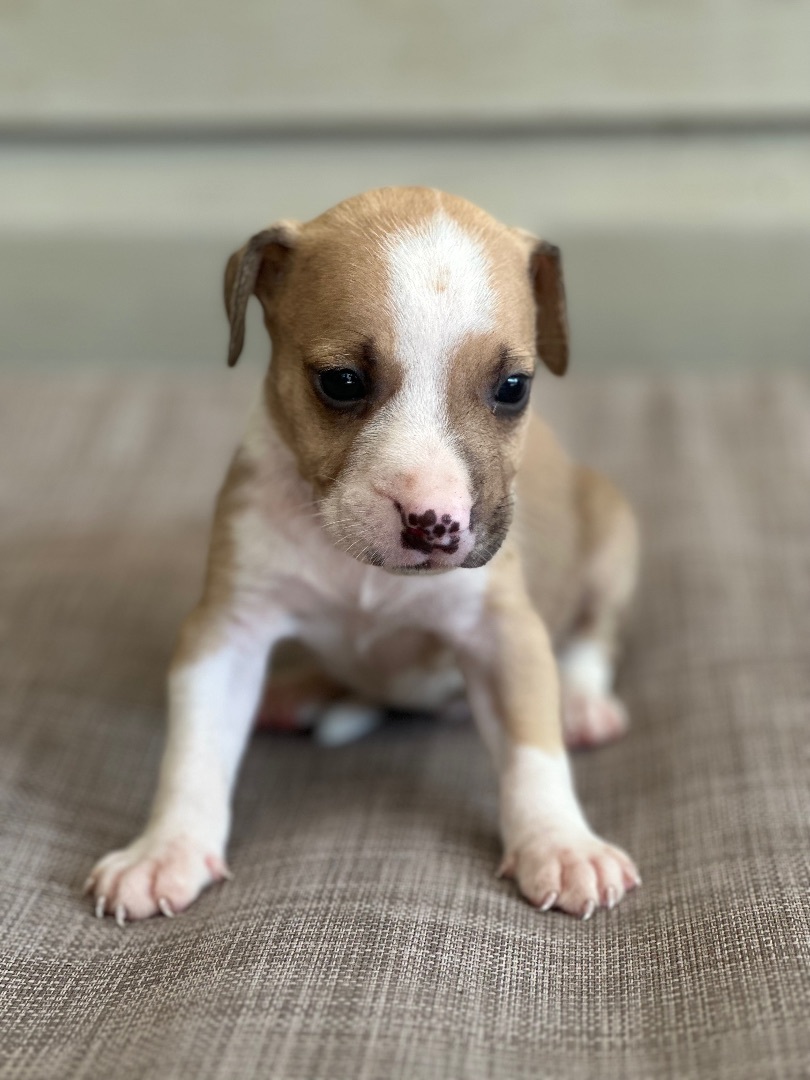 Enlarge Maynard, a Adoptable mixed breed in Walker, LA image 2/2