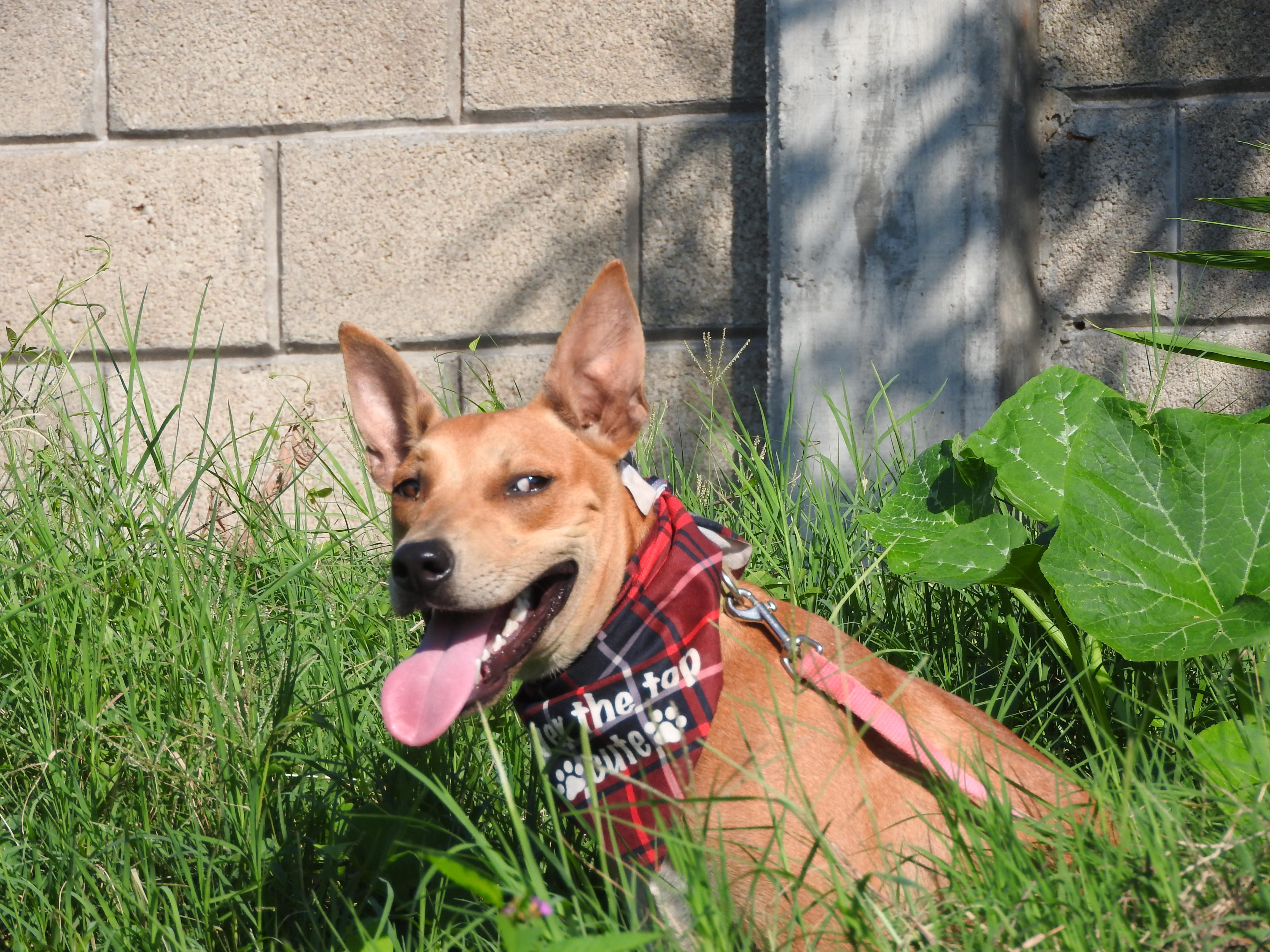 Enlarge Roony, a Adoptable mixed breed in Vancouver, BC image 1/6