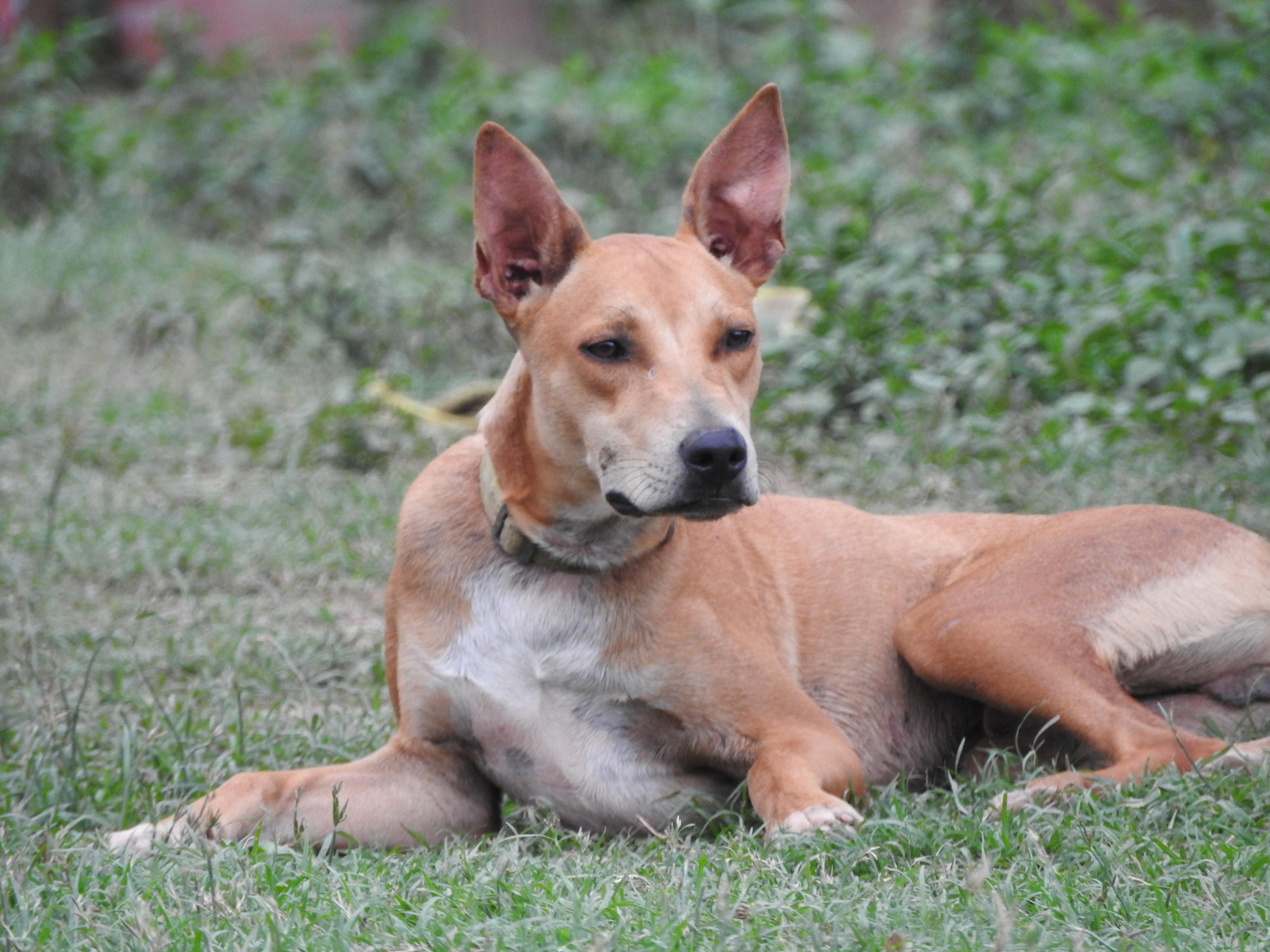 Roony, Adoptable, Young Male Rhodesian Ridgeback.