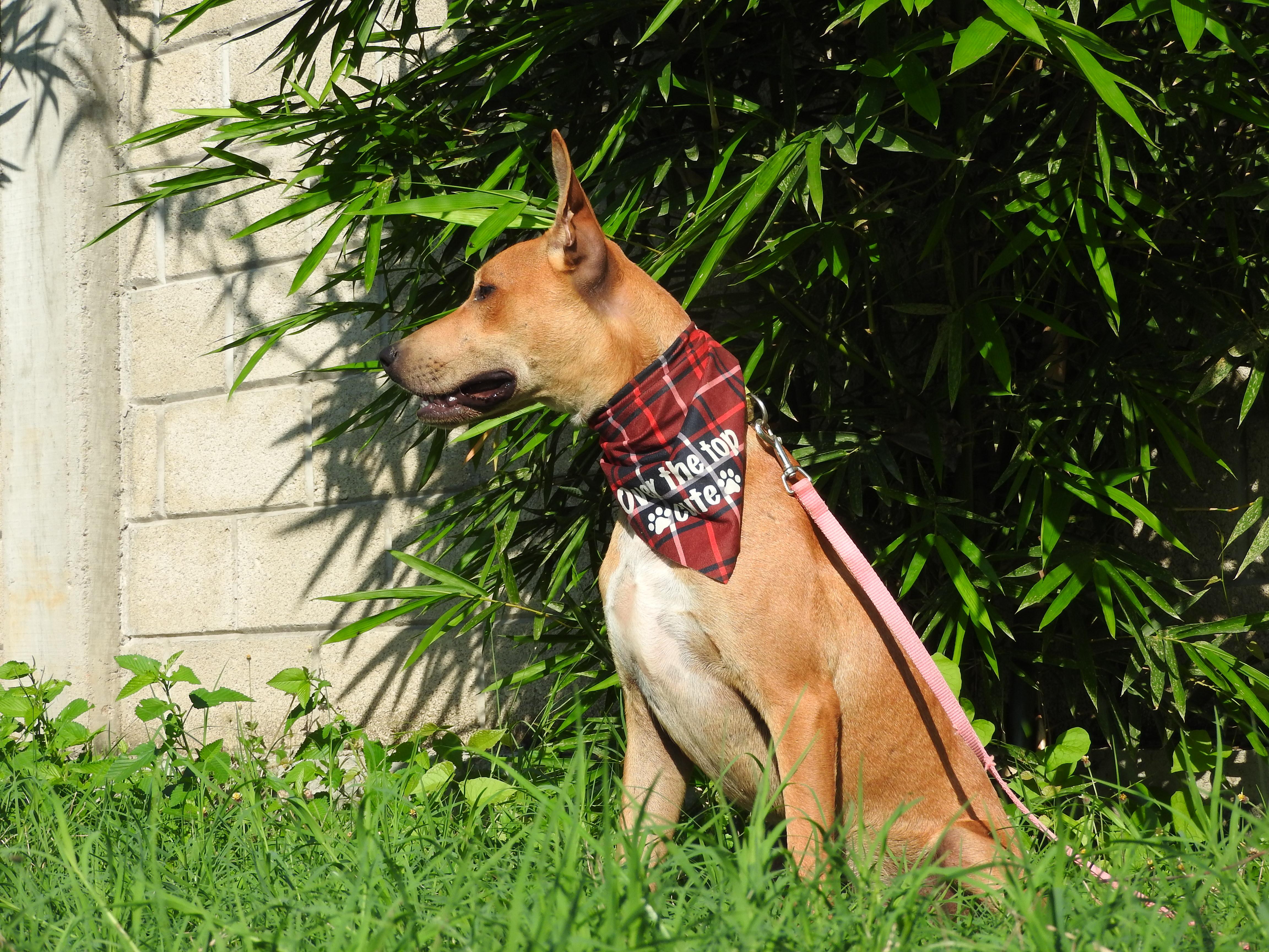 Enlarge Roony, a Adoptable mixed breed in Vancouver, BC image 3/6