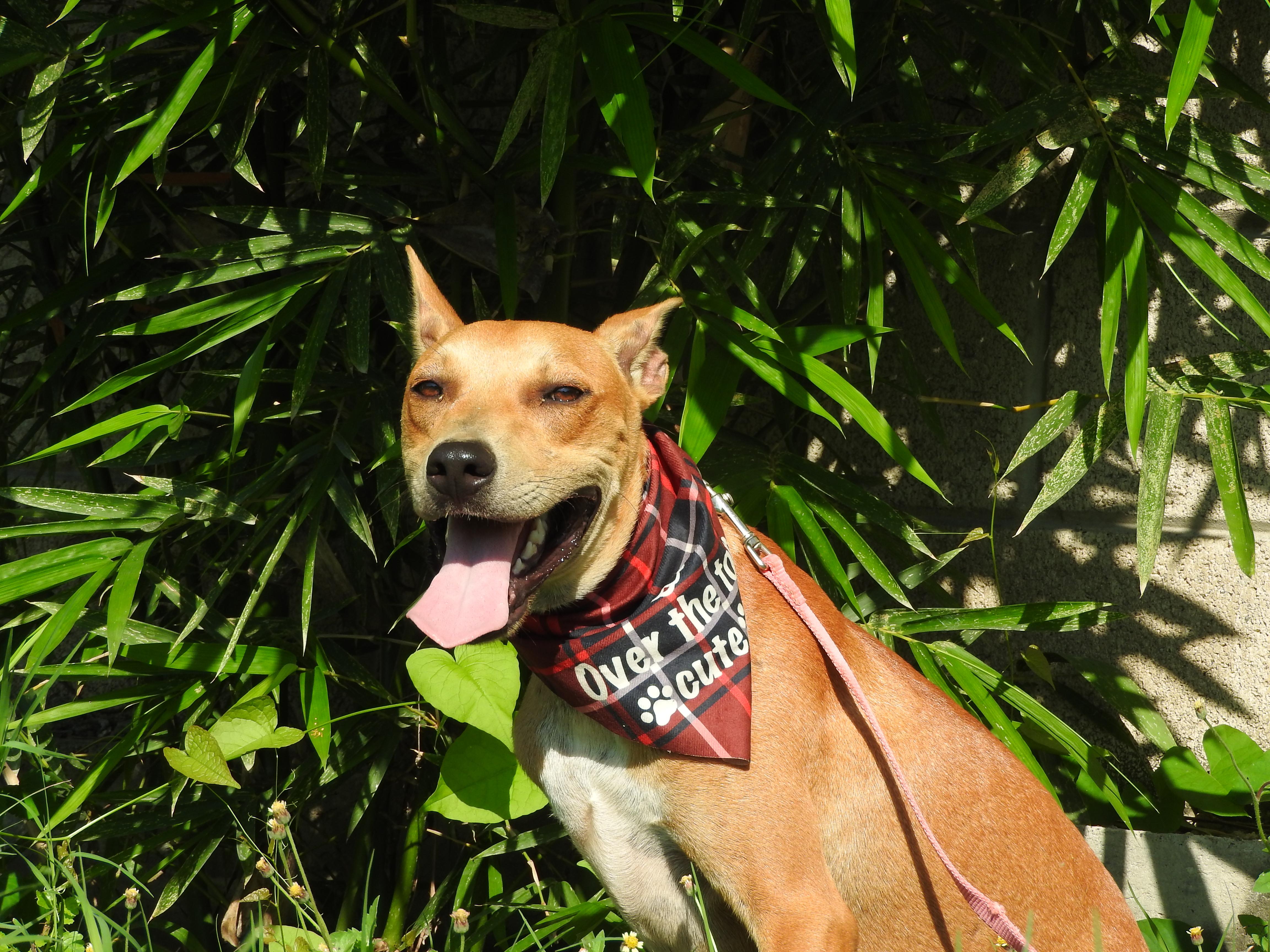 Enlarge Roony, a Adoptable mixed breed in Vancouver, BC image 4/6