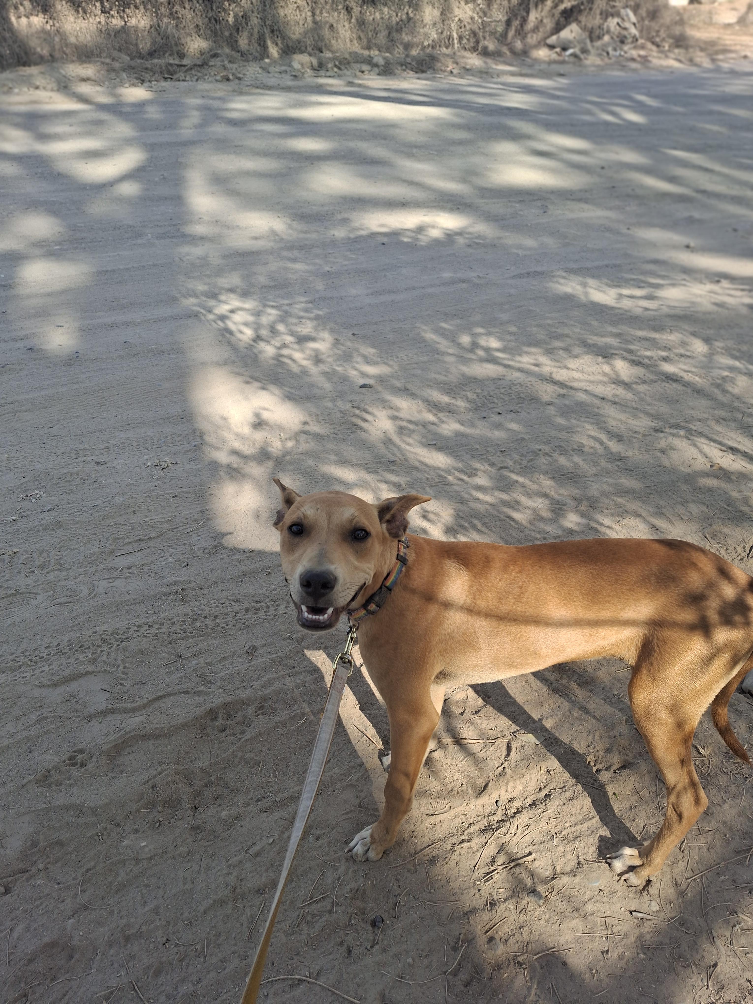 Enlarge Roony, a Adoptable mixed breed in Vancouver, BC image 6/6