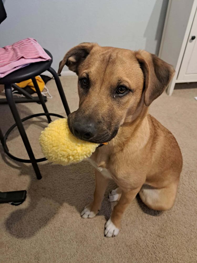 Blitzen AKA Jebi, Adoptable, Young Male Shepherd.