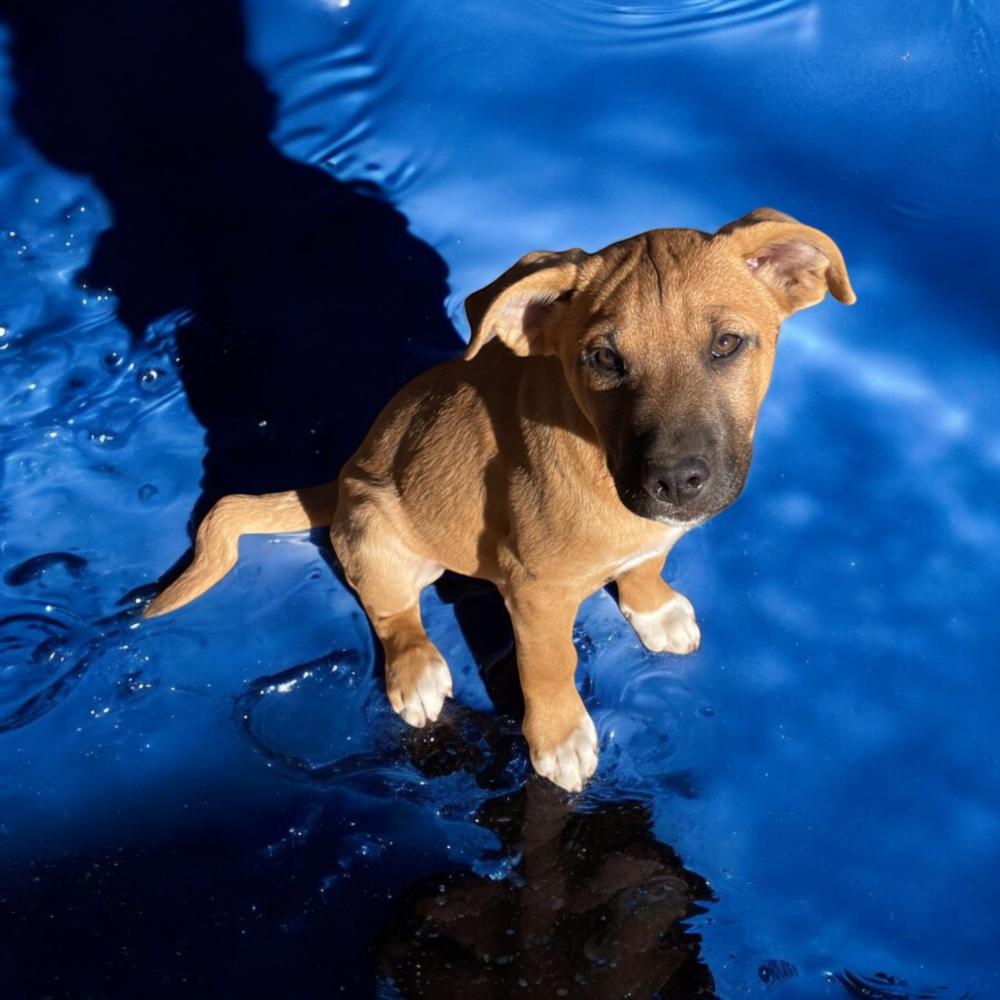 Enlarge Blitzen AKA Jebi, a Adoptable mixed breed in Albuquerque, NM image 3/6