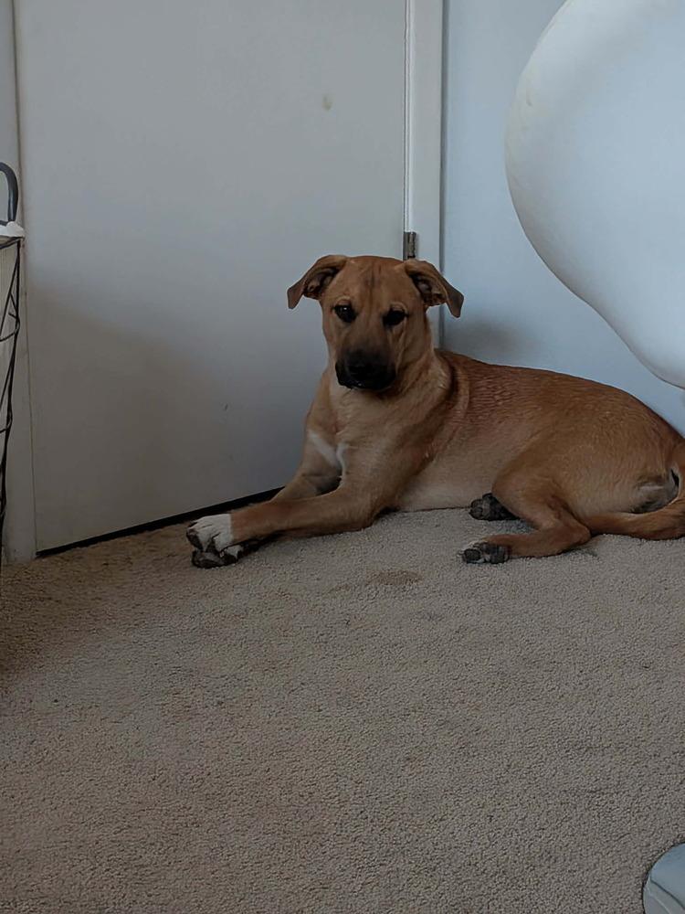 Enlarge Blitzen AKA Jebi, a Adoptable mixed breed in Albuquerque, NM image 4/6