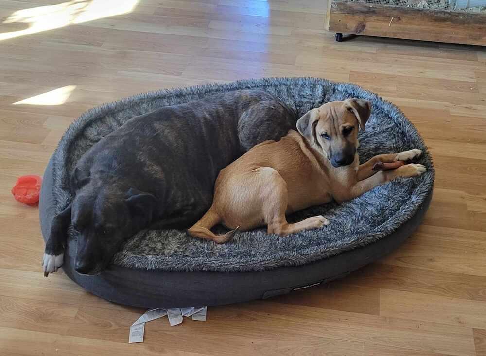 Enlarge Blitzen AKA Jebi, a Adoptable mixed breed in Albuquerque, NM image 6/6