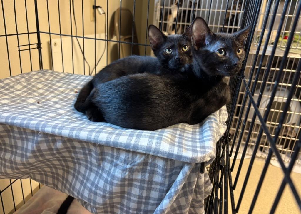 William, Adoptable, Young Male Domestic Short Hair.