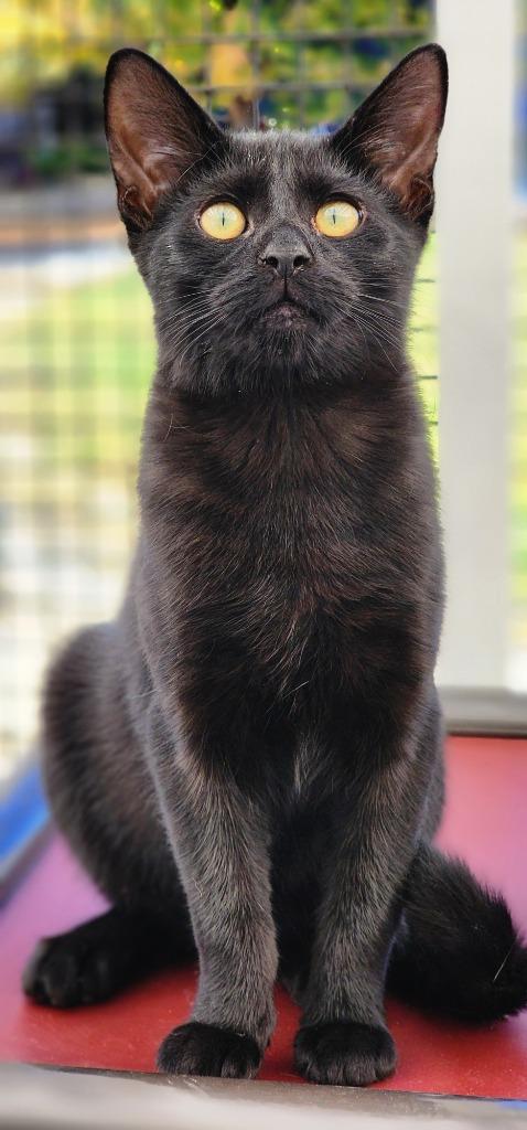 Enlarge William, a Adoptable mixed breed in Port Jervis, NY image 2/2