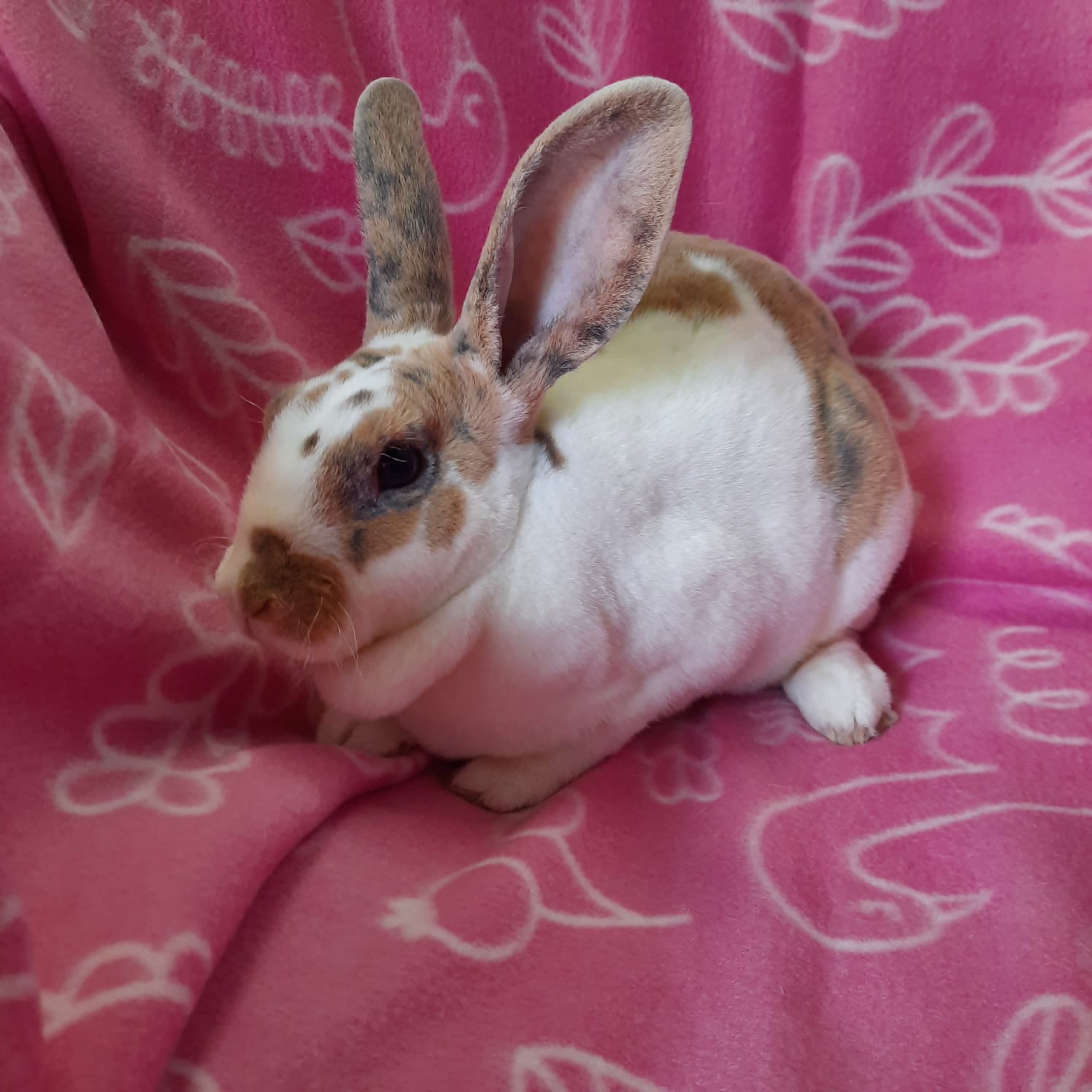 Forest, an adoptable Rex in Montclair, CA_image-1