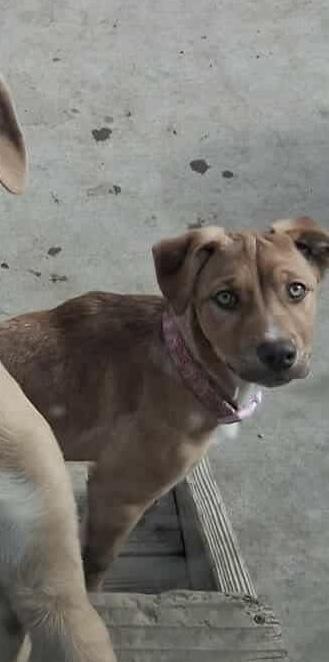 Nala, Adoptable, Puppy Female Pit Bull Terrier.