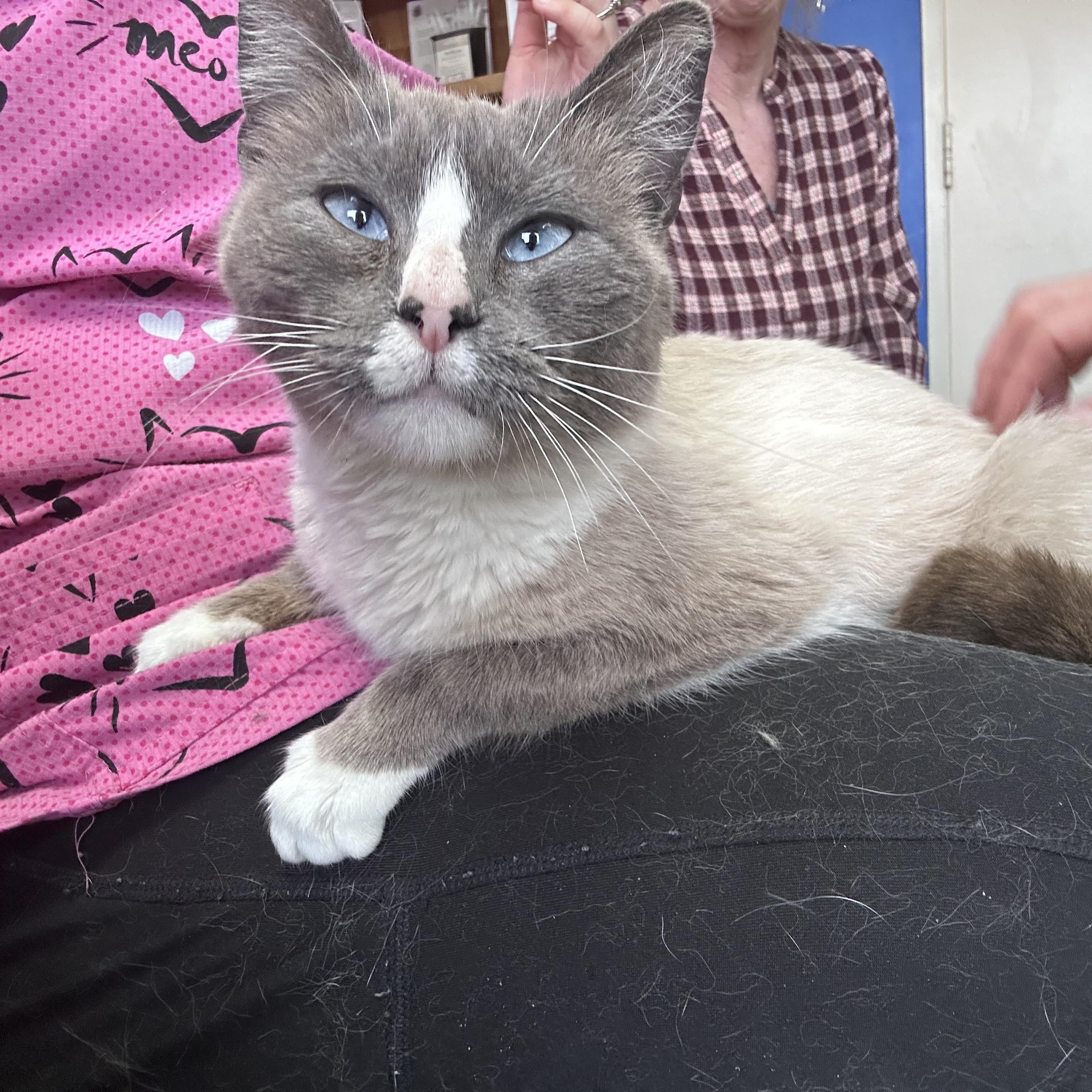 Opalite (Sweet Kitty Girl), adopted, Young Female Snowshoe & Siamese.