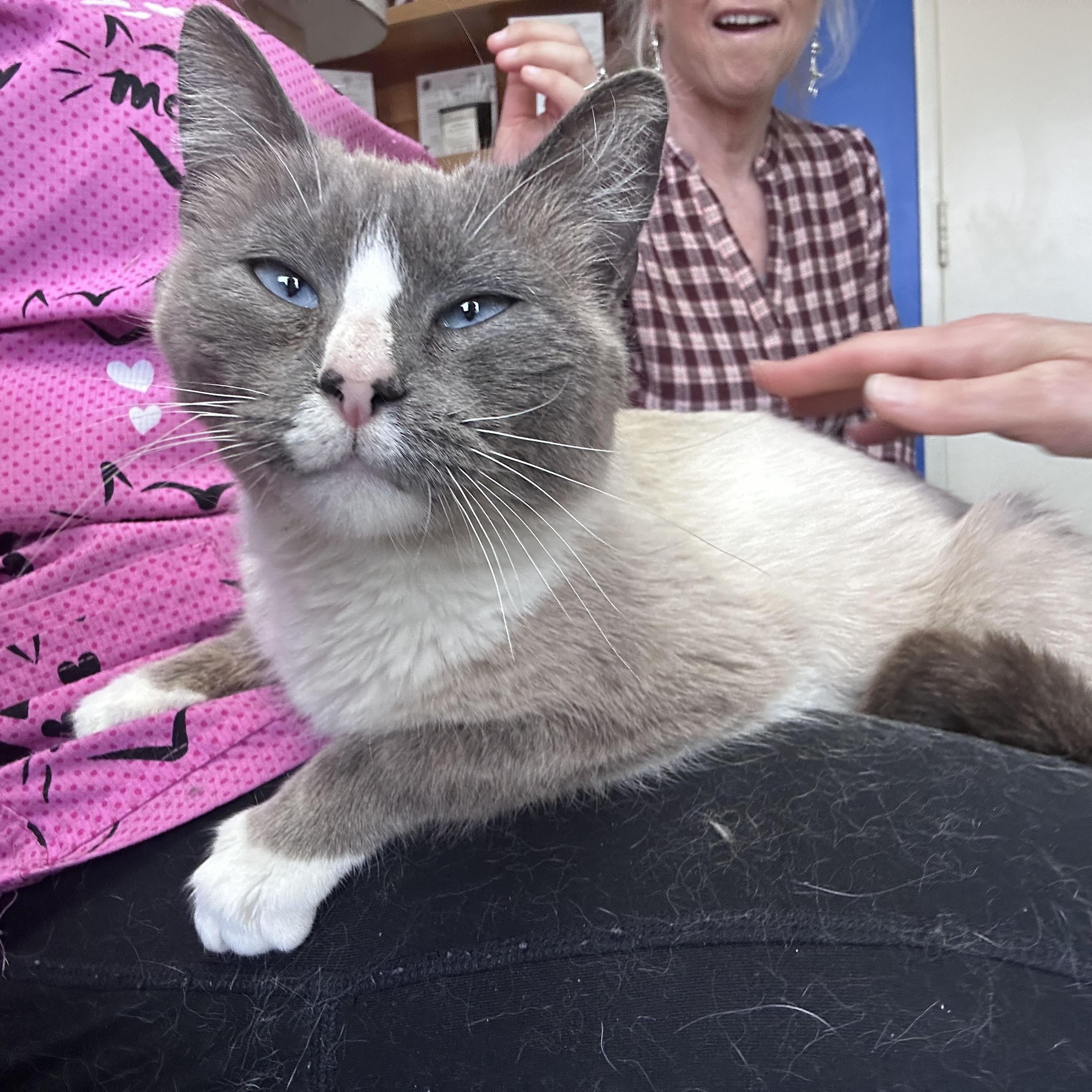 Enlarge Opalite (Sweet Kitty Girl), an adopted mixed breed in Greensboro, NC image 2/4