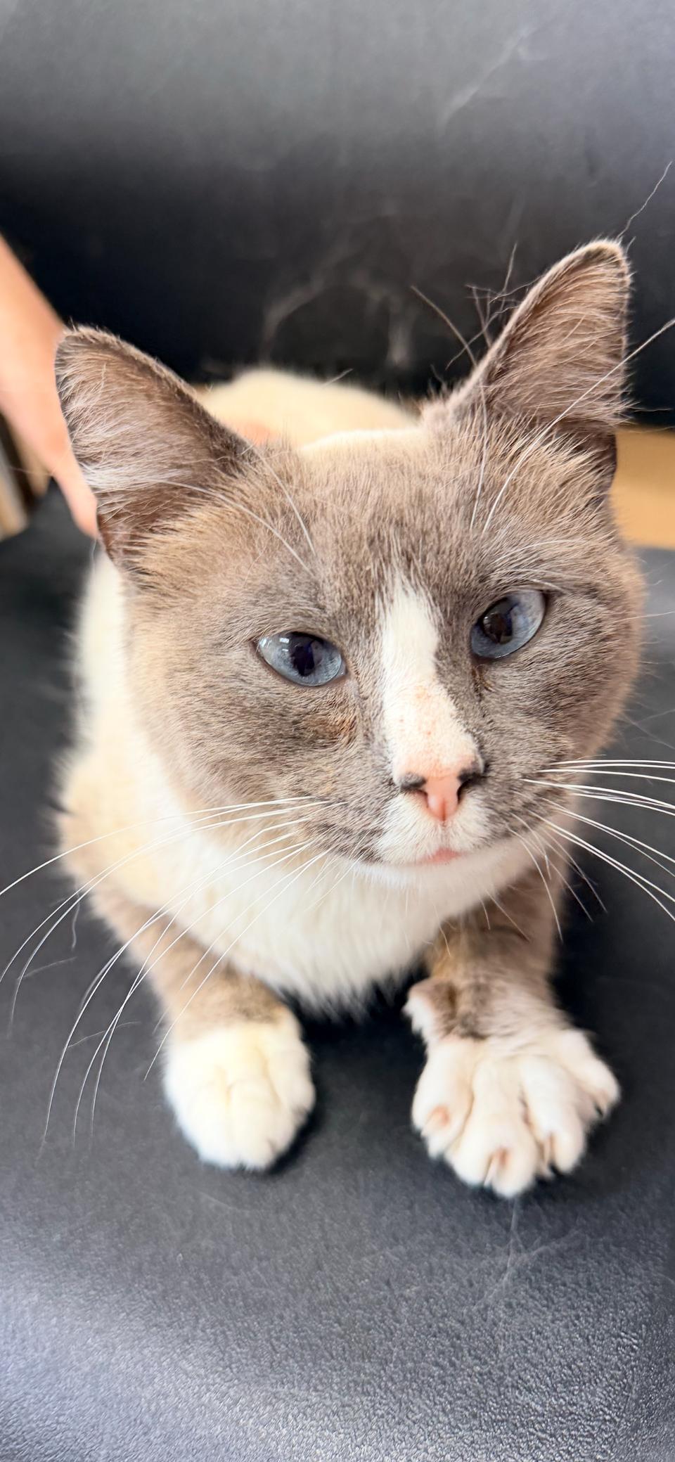 Enlarge Opalite (Sweet Kitty Girl), an adopted mixed breed in Greensboro, NC image 4/4