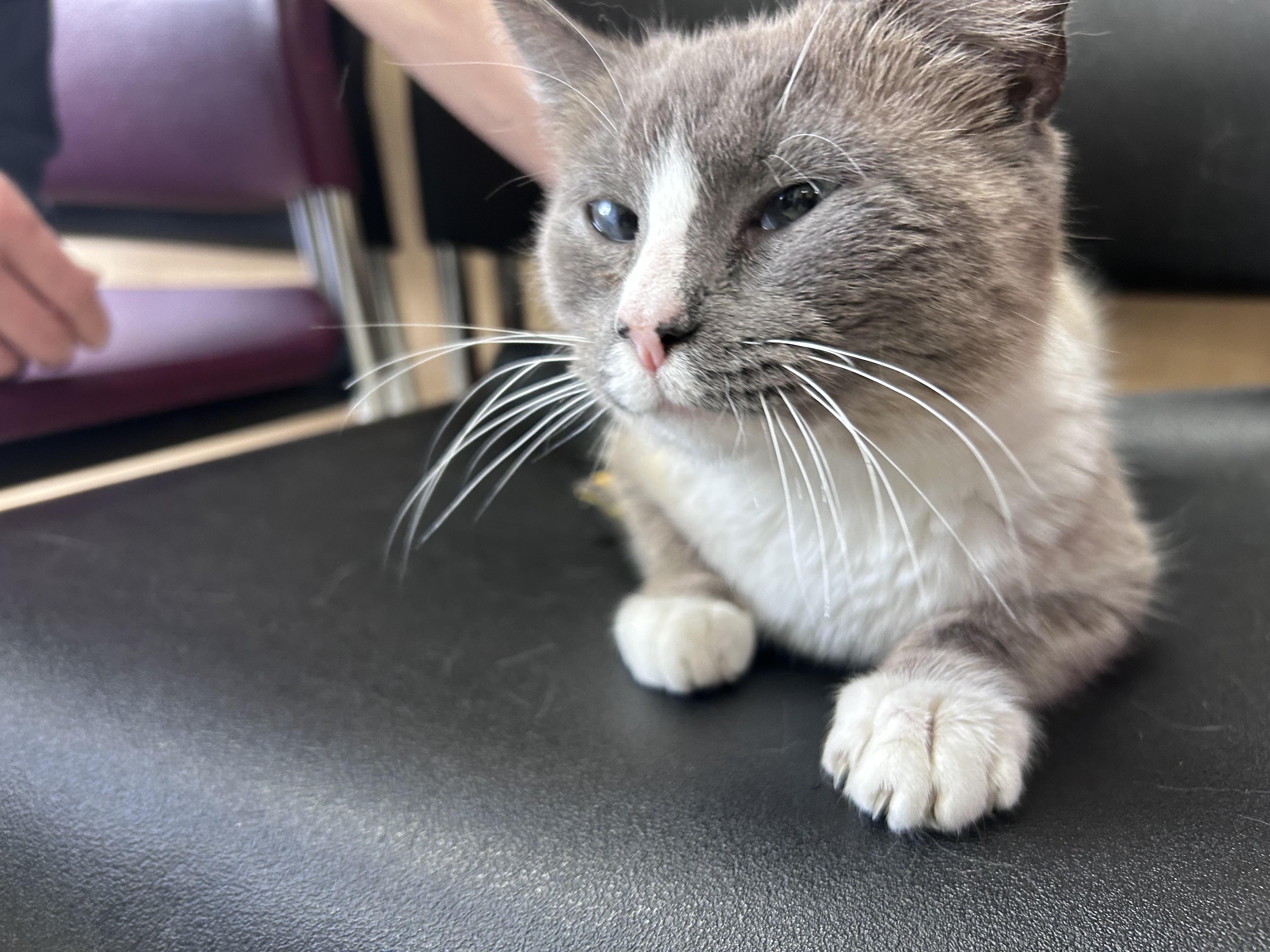 Enlarge Opalite (Sweet Kitty Girl), an adopted mixed breed in Greensboro, NC image 3/4