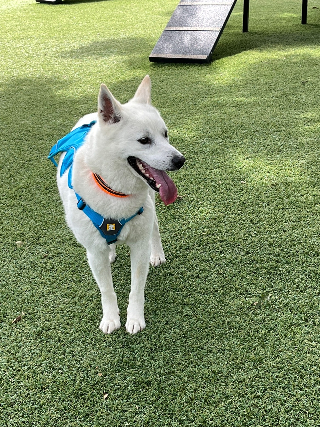 Roy, a Adoptable mixed breed in Ithaca, NY image 2/4